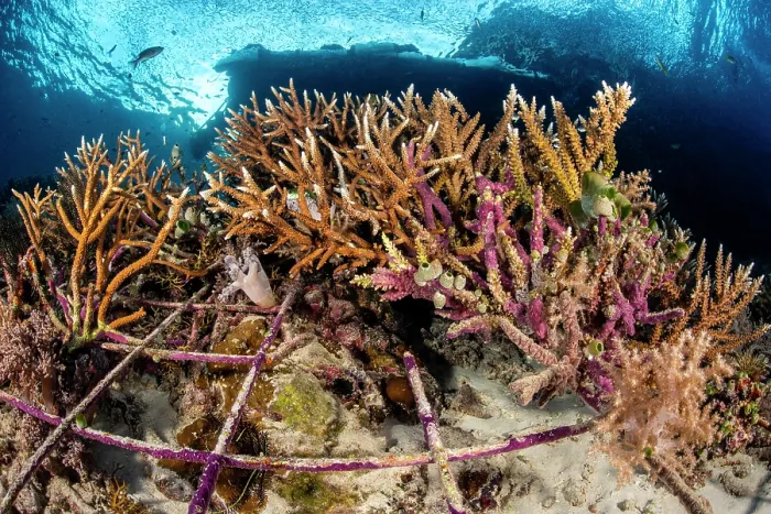 Framed Print : Metal frames on seabed used to create a stable substrate for coral regrowth on damaged sediments Framed Print : Metal frames on seabed used to create a stable substrate for coral regrowth on damaged sediments