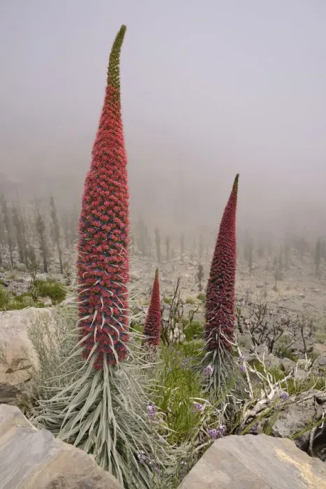 Framed Print : Three metre tall Mount Teide bugloss / Tower of jewels / Red Tajinaste (Echium wildpretii) Framed Print : Three metre tall Mount Teide bugloss / Tower of jewels / Red Tajinaste (Echium wildpretii)