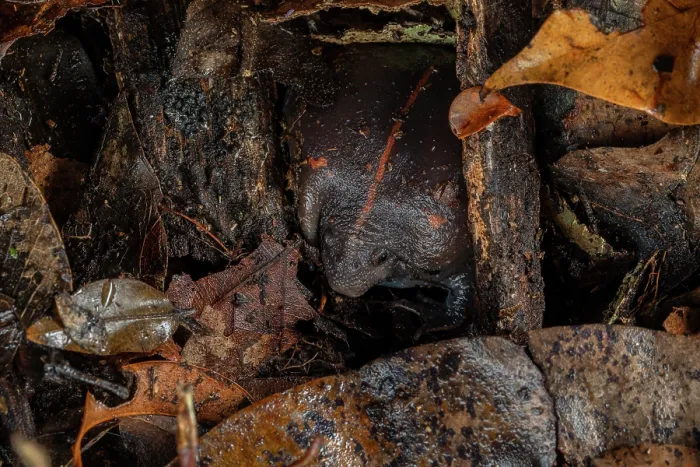 Framed Print : Mexican burrowing toad (Rhinophrynus dorsalis) burrowing into the ground on a wet night in the forest, Yucatan Peninsula, Mexico. Controlled conditions Framed Print : Mexican burrowing toad (Rhinophrynus dorsalis) burrowing into the ground on a wet night in the forest, Yucatan Peninsula, Mexico. Controlled conditions