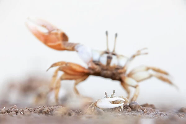 Mexican fiddler crab (Leptuca crenulata) small male displaying with larger individual