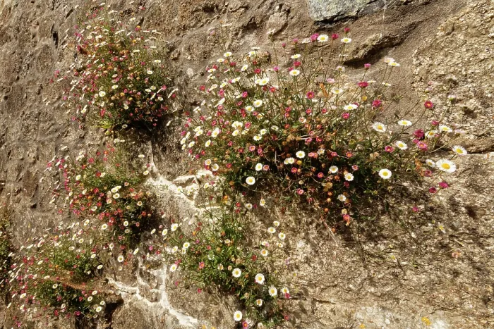 Framed Print : Mexican fleabane (Erigeron karvinskianus) growing in clumps on a cottage wall, near St. Keverne, The Lizard, Cornwall, England, UK. June Framed Print : Mexican fleabane (Erigeron karvinskianus) growing in clumps on a cottage wall, near St. Keverne, The Lizard, Cornwall, England, UK. June