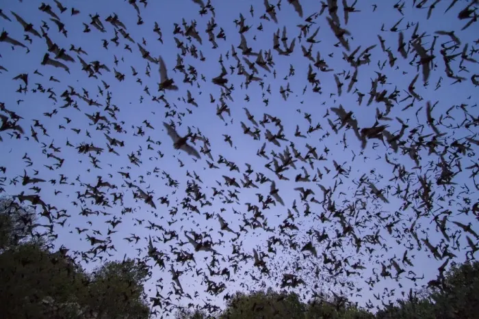 Framed Print : Mexican free-tailed bats, (Tadarida brasiliensis), leaving Bracken Cave, Texas Framed Print : Mexican free-tailed bats, (Tadarida brasiliensis), leaving Bracken Cave, Texas