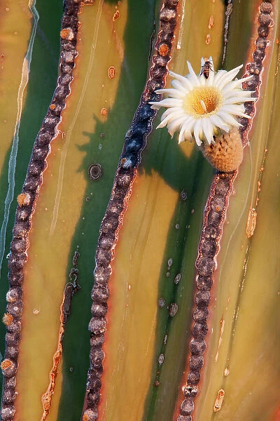 Mexican giant cardon cactus (Pachycereus pringlei) in flower. Loreto Bay National Park, Sea of Cortez, Mexico. May
