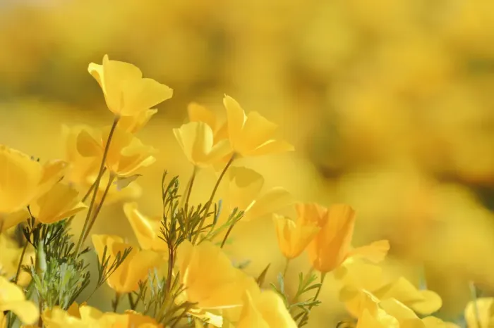 Framed Print : Mexican Gold Poppy (Eschscholzia californica mexicana) flowering in spring, Tonto National Forest Framed Print : Mexican Gold Poppy (Eschscholzia californica mexicana) flowering in spring, Tonto National Forest