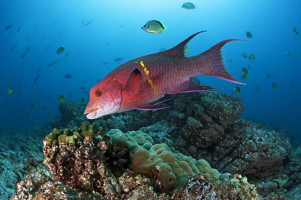 Mexican Hogfish (Bodianus diplotaenia), Socorro Island, Revillagigedo Archipelago