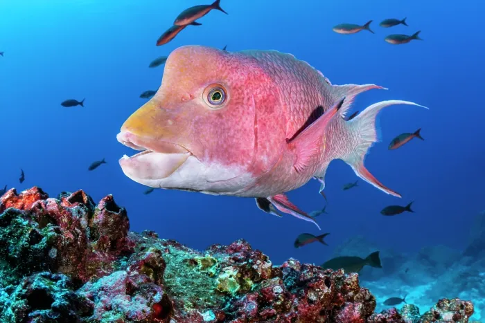 Framed Print : Mexican hogfish (Bodianus diplotaenia) male, with Pacific creolefish (Paranthias colonus) behind, swimming over reef, Darwin Island, Galapagos Island, Pacific Ocean Framed Print : Mexican hogfish (Bodianus diplotaenia) male, with Pacific creolefish (Paranthias colonus) behind, swimming over reef, Darwin Island, Galapagos Island, Pacific Ocean