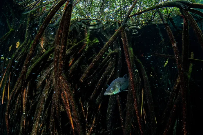 Framed Print : Mexican snook (Centropomus poeyi) swimming in a Mangrove (Rhizophora mangle) forest, near Tulum, Quintana Roo, Mexico