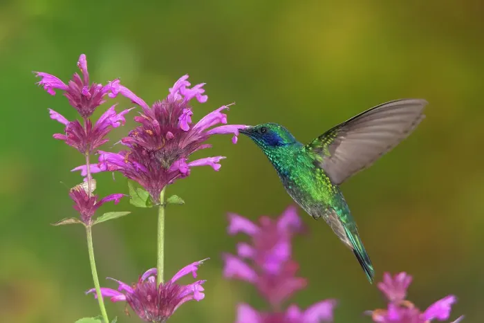 Framed Print : Mexican violetear hummingbird (Colibri thalassinus) feeding on pink wildflower. Milpa Alta forest, outskirts of Mexico City, Mexico. September Framed Print : Mexican violetear hummingbird (Colibri thalassinus) feeding on pink wildflower. Milpa Alta forest, outskirts of Mexico City, Mexico. September
