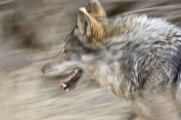 Mexican wolf (Canis lupus baileyi) running, Captive, Living Desert Zoo, Palm Desert