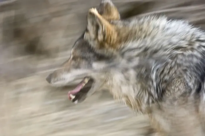 Framed Print : Mexican wolf (Canis lupus baileyi) running, Captive, Living Desert Zoo, Palm Desert Framed Print : Mexican wolf (Canis lupus baileyi) running, Captive, Living Desert Zoo, Palm Desert