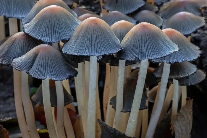 Framed Print : Mica cap (Coprinellus micaceus) fungi growing on rotten tree stump in autumn forest, Belgium. November