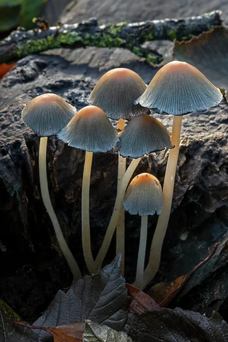 Framed Print : Mica cap (Coprinellus micaceus) fungi growing on rotten tree stump in autumn forest, Belgium. November Framed Print : Mica cap (Coprinellus micaceus) fungi growing on rotten tree stump in autumn forest, Belgium. November
