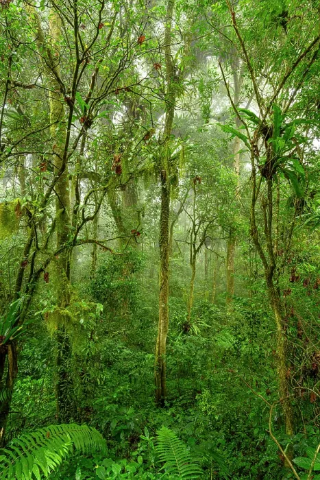 Framed Print : Mid-elevation rainforest shrouded in mist / cloud, with abundant epiphytes including Bird's-nest ferns (Asplenium sp.), Montage d'Ambre National Park, northern Madagascar Framed Print : Mid-elevation rainforest shrouded in mist / cloud, with abundant epiphytes including Bird's-nest ferns (Asplenium sp.), Montage d'Ambre National Park, northern Madagascar