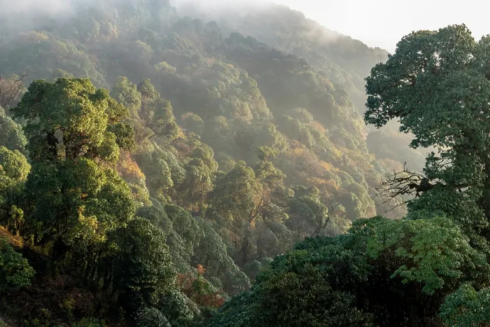 Framed Print : Mid montane / bamboo forest, Himalayan foothills, Singalila National Park, India / Nepal Border. November, 2019 Framed Print : Mid montane / bamboo forest, Himalayan foothills, Singalila National Park, India / Nepal Border. November, 2019