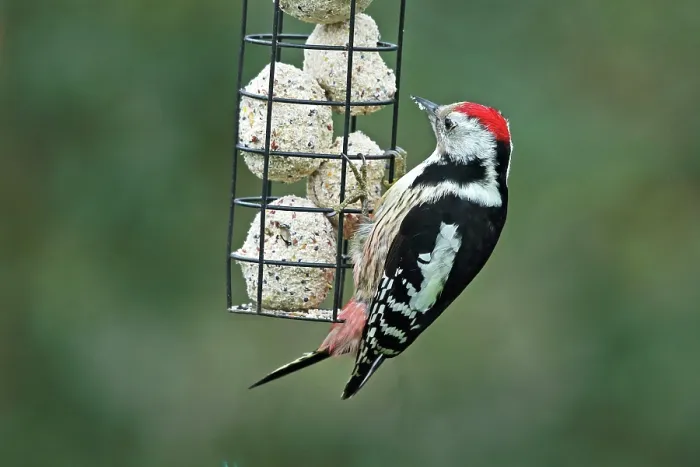 Framed Print : Middle spotted woodpecker (Dendrocoptes medius) perched on bird feeder in winter, Denmark. December Framed Print : Middle spotted woodpecker (Dendrocoptes medius) perched on bird feeder in winter, Denmark. December