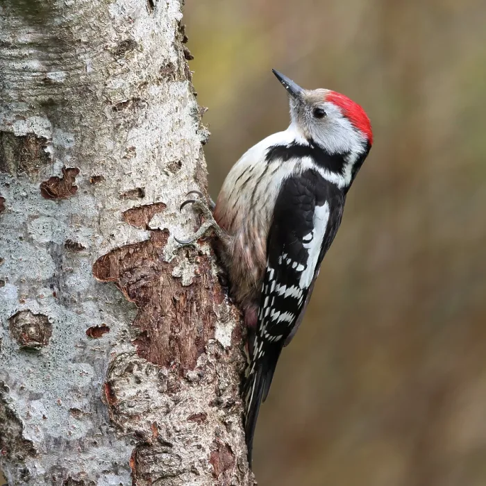 Framed Print : Middle spotted woodpecker (Dendrocoptes medius) perched on tree trunk, Denmark. April Framed Print : Middle spotted woodpecker (Dendrocoptes medius) perched on tree trunk, Denmark. April