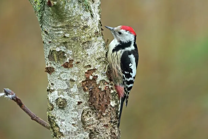 Framed Print : Middle spotted woodpecker (Dendrocoptes medius) perched on tree trunk in winter, Denmark. December Framed Print : Middle spotted woodpecker (Dendrocoptes medius) perched on tree trunk in winter, Denmark. December