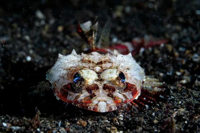Framed Print : Midget flathead (Onigocia spinosa) resting on the seabed, Lembeh Strait, North Sulawesi, Indonesia, Pacific Ocean Framed Print : Midget flathead (Onigocia spinosa) resting on the seabed, Lembeh Strait, North Sulawesi, Indonesia, Pacific Ocean