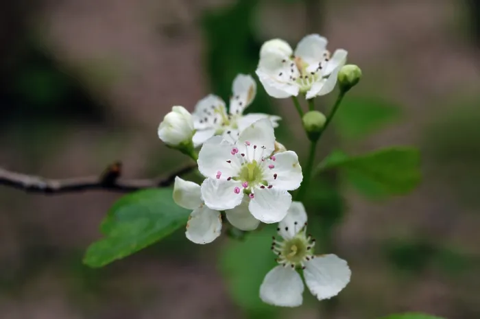 Framed Print : Midland hawthorn (Crataegus laevigata) flowers, Colley Wood, The Clears, Reigate, Surrey, England, UK. April Framed Print : Midland hawthorn (Crataegus laevigata) flowers, Colley Wood, The Clears, Reigate, Surrey, England, UK. April