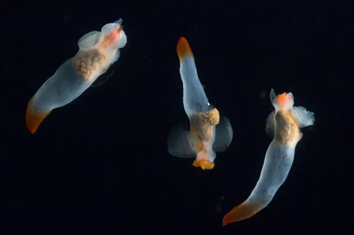 Framed Print : Midwater pteropod molluscs / Sea butterflies (Clione limacina) Mid-Atlantic Ridge Framed Print : Midwater pteropod molluscs / Sea butterflies (Clione limacina) Mid-Atlantic Ridge