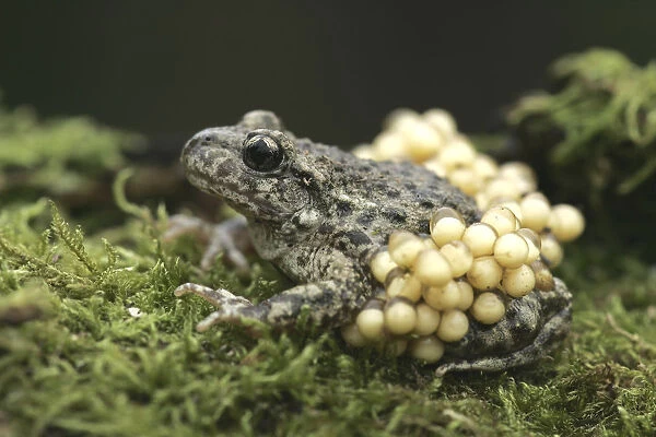 Midwife Toad (Alytes obstetricans) paternal male carrying eggs, S. Yorks, UK