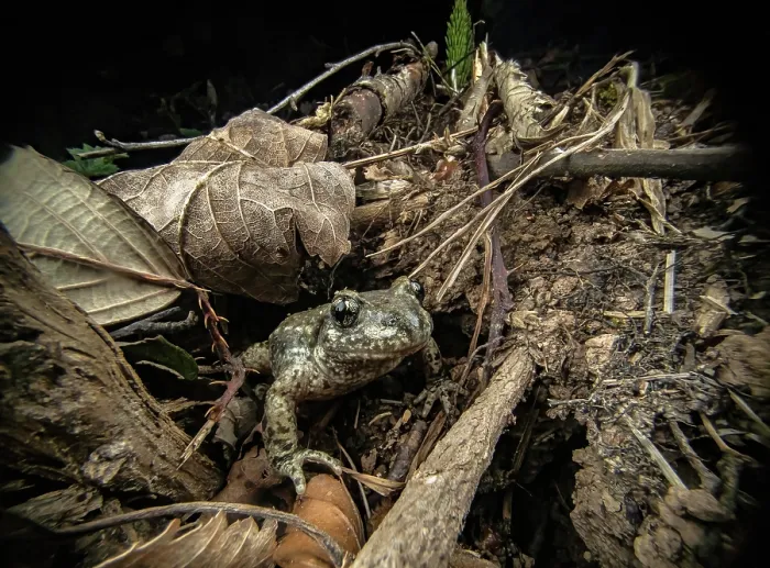 Framed Print : Midwife toad (Alytes obstetricans) peeking out of its hiding hole on the forest floor at night, Lucerne, Switzerland. April