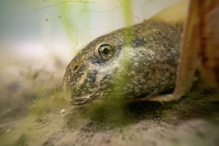 Framed Print : Midwife toad (Alytes obstetricans) tadpole hiding behind algae at bottom of pond, Lucerne, Switzerland. July
