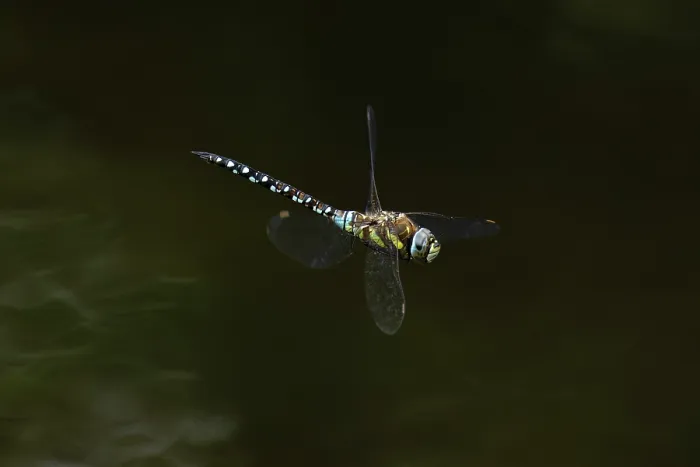 Framed Print : Migrant hawker (Aeshna mixta) in flight, Norfolk, England, UK. September Framed Print : Migrant hawker (Aeshna mixta) in flight, Norfolk, England, UK. September