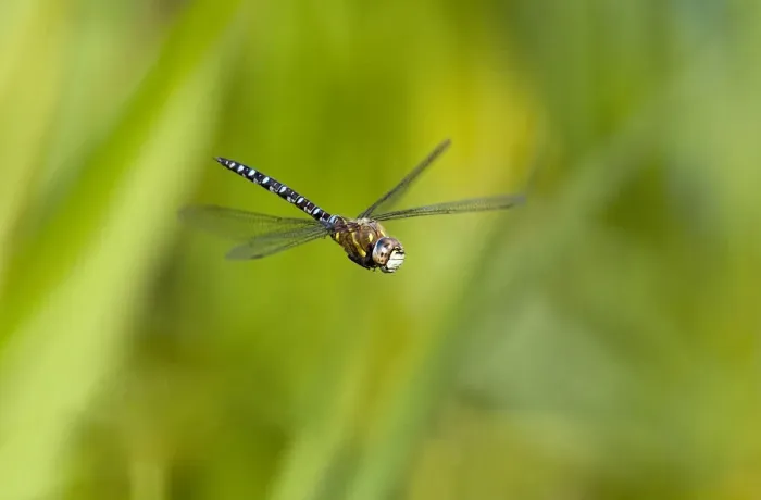 Framed Print : Migrant Hawker dragonfly (Aeshna mixta latrielle) male in flight, Wiltshire, England