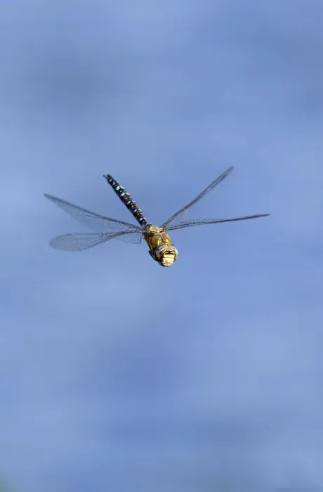 Framed Print : Migrant Hawker dragonfly (Aeshna mixta latrielle) male in flight, Wiltshire, England Framed Print : Migrant Hawker dragonfly (Aeshna mixta latrielle) male in flight, Wiltshire, England