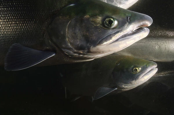 Migrating Salmon (Salmonidae) Lake Kuril, Kamchatka, Far East Russia, August