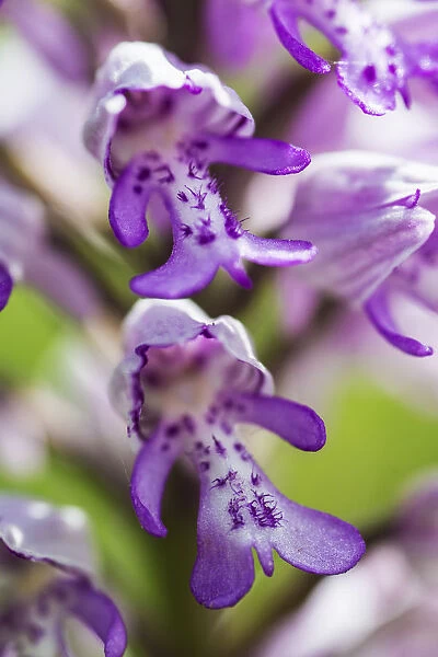 Military orchid (Orchis miliitaris) a very rare orchid in Britain