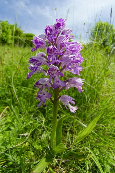 Framed Print : Military orchid (Orchis miliitaris) a very rare orchid in Britain Framed Print : Military orchid (Orchis miliitaris) a very rare orchid in Britain