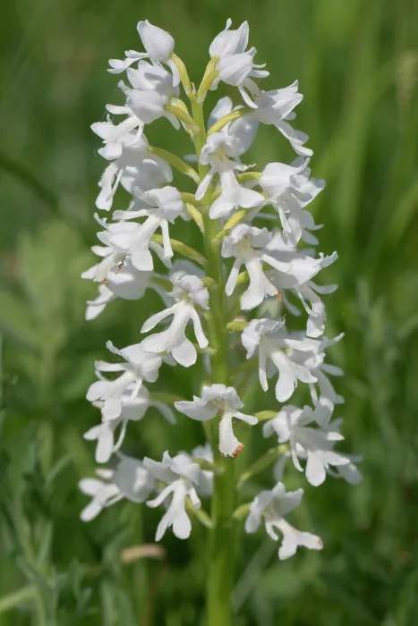 Framed Print : Military orchid (Orchis militaris) in flower, Albino. Estonia. May Framed Print : Military orchid (Orchis militaris) in flower, Albino. Estonia. May