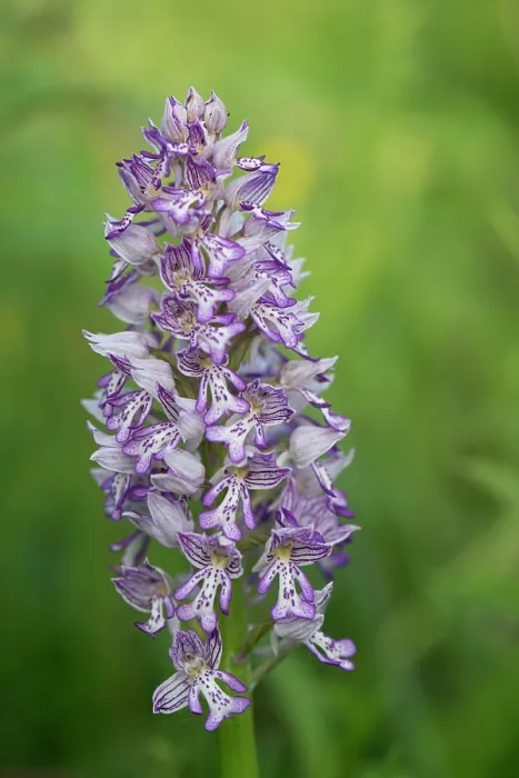 Framed Print : Military orchid (Orchis militaris) in flower, Estonia. May Framed Print : Military orchid (Orchis militaris) in flower, Estonia. May