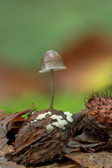 Framed Print : Milking bonnet (Mycena galopus galopus) growing out of a fallen Beech mast, Gosford Forest Park, County Armagh, Northern Ireland, UK. September Framed Print : Milking bonnet (Mycena galopus galopus) growing out of a fallen Beech mast, Gosford Forest Park, County Armagh, Northern Ireland, UK. September