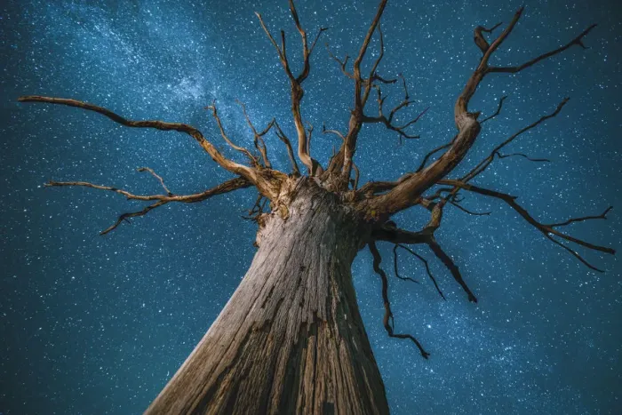 Framed Print : Milky Way over an English oak tree (Quercus robur), at night, Brecon Beacons National Framed Print : Milky Way over an English oak tree (Quercus robur), at night, Brecon Beacons National