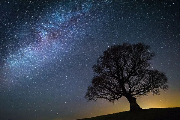 Milky Way in night sky with silhouette of tree, Brecon Beacons National Park, an