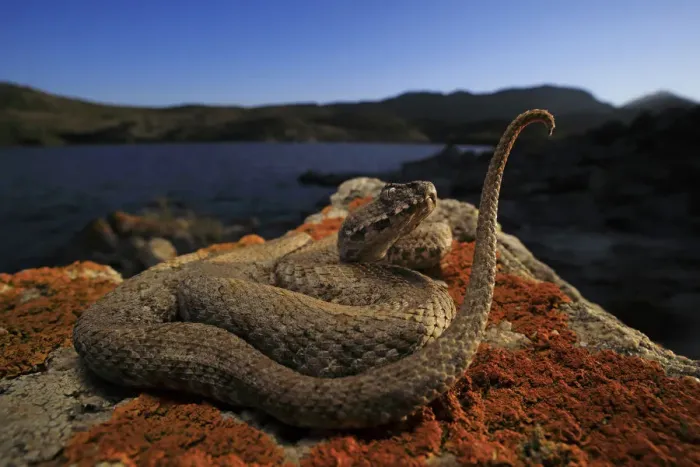 Framed Print : Milos Viper (Macrovipera schweizeri) sub adult luring potential prey to within striking Framed Print : Milos Viper (Macrovipera schweizeri) sub adult luring potential prey to within striking