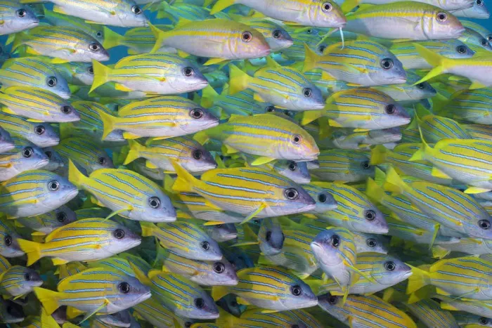 Framed Print : Several mimic goatfish (Mulliodichthys mimicus) hide within a school of Bluestripe snapper Framed Print : Several mimic goatfish (Mulliodichthys mimicus) hide within a school of Bluestripe snapper