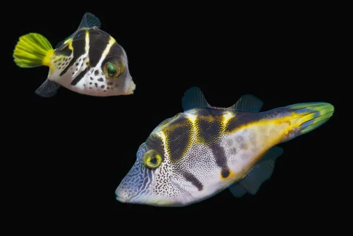 Framed Print : Mimic leatherjacket / Blacksaddle mimic filefish (Paraluteres prionurus) adult and juvenile, composite image on black background, Bali, Indonesia, Indo-Pacific Framed Print : Mimic leatherjacket / Blacksaddle mimic filefish (Paraluteres prionurus) adult and juvenile, composite image on black background, Bali, Indonesia, Indo-Pacific