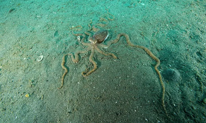 Framed Print : Mimic octopus (Thaumoctopus mimicus) burying itself in sand, Bethelem III, Minahasa Lagoon, Manado, Sulawesi, Indonesia, Pacific Ocean