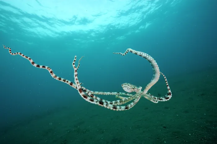 Framed Print : Mimic octopus (Thaumoctopus mimicus) swimming midwater, Bethelem III, Minahasa Lagoon, Manado, Sulawesi, Indonesia, Pacific Ocean Framed Print : Mimic octopus (Thaumoctopus mimicus) swimming midwater, Bethelem III, Minahasa Lagoon, Manado, Sulawesi, Indonesia, Pacific Ocean