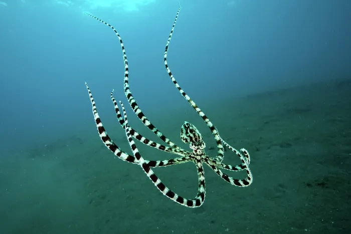 Framed Print : Mimic octopus (Thaumoctopus mimicus) swimming midwater, Bethelem III, Minahasa Lagoon, Manado, Sulawesi, Indonesia, Pacific Ocean Framed Print : Mimic octopus (Thaumoctopus mimicus) swimming midwater, Bethelem III, Minahasa Lagoon, Manado, Sulawesi, Indonesia, Pacific Ocean