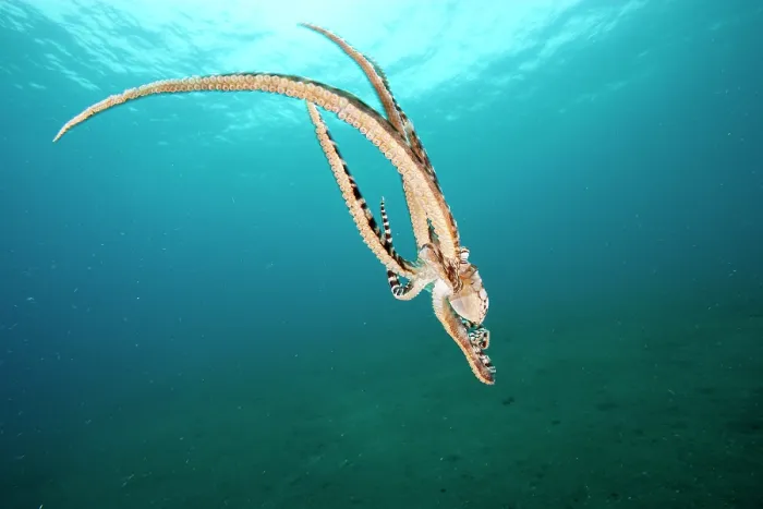 Framed Print : Mimic octopus (Thaumoctopus mimicus) swimming down to seabed, Bethelem III, Minahasa Lagoon, Manado, Sulawesi, Indonesia, Pacific Ocean Framed Print : Mimic octopus (Thaumoctopus mimicus) swimming down to seabed, Bethelem III, Minahasa Lagoon, Manado, Sulawesi, Indonesia, Pacific Ocean