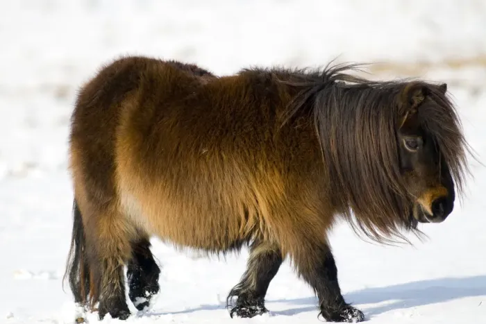 Framed Print : Minature Shetland Pony {Equus caballus} in snow, UK Framed Print : Minature Shetland Pony {Equus caballus} in snow, UK