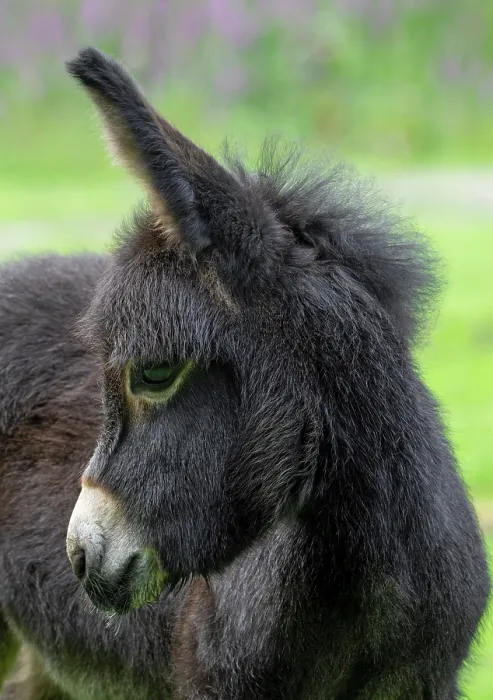Framed Print : Miniature donkey foal, portrait, Germany. June. Mediterranean donkey breed originally from Sardinia and Sicily Framed Print : Miniature donkey foal, portrait, Germany. June. Mediterranean donkey breed originally from Sardinia and Sicily