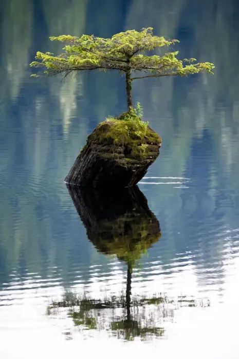 Framed Print : A miniature Douglad fir (Pseudotsuga menziesii) growing out of a stump in the middle of Fairy Lake