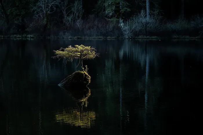 Framed Print : A miniature Douglas fir (Pseudotsuga menziesii) tree, often referred to as the Fairy Lake Bonsai Tree, growing out of a stump in the middle of Fairy Lake