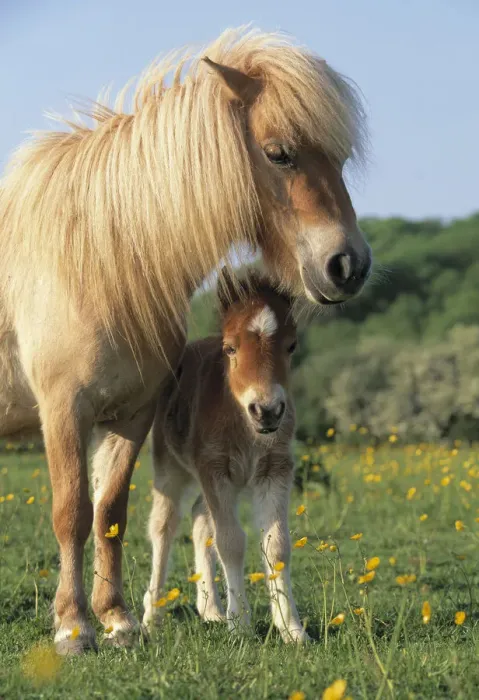 Framed Print : Miniature shetland pony (Equus caballus) mother and foal in field, UK Framed Print : Miniature shetland pony (Equus caballus) mother and foal in field, UK